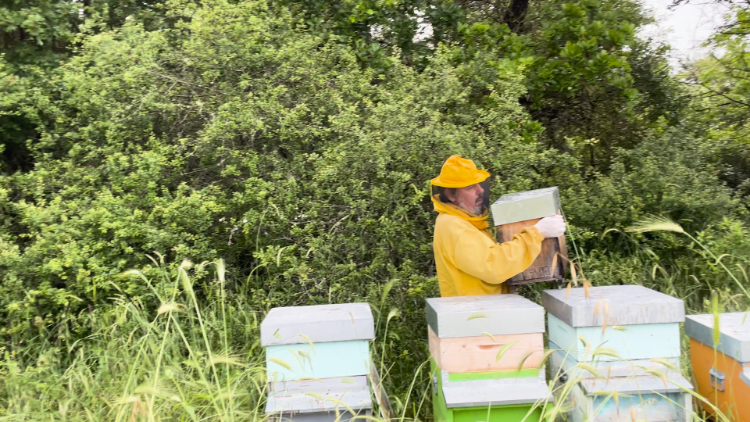 A Day in the Life of a Beekeeper on World Bee Day