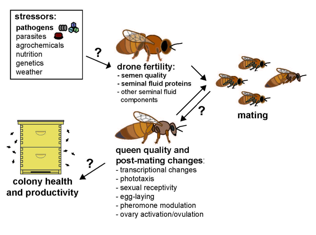 All About Drones: The Unsung Heroes Of Bee Reproduction!