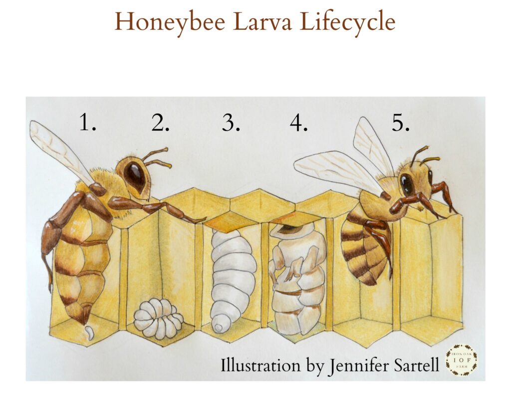 Bee Beginnings: The Transformation From Egg To Larva!