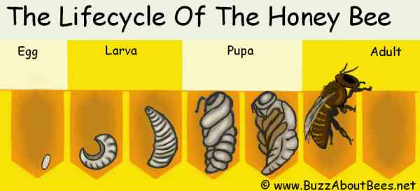 Bee Beginnings: The Transformation From Egg To Larva!