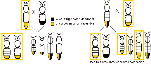 Bee Breeding Brilliance: Dive Into The Genetics Of Honeybees!