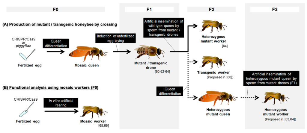 Bee Breeding Brilliance: Dive Into The Genetics Of Honeybees!