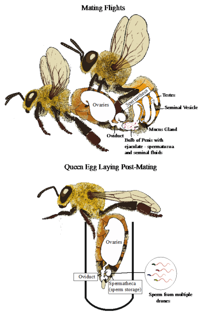 Bee Breeding Brilliance: Dive Into The Genetics Of Honeybees!