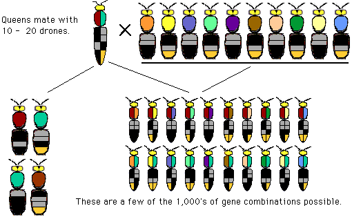 Bee Breeding Brilliance: Dive Into The Genetics Of Honeybees!