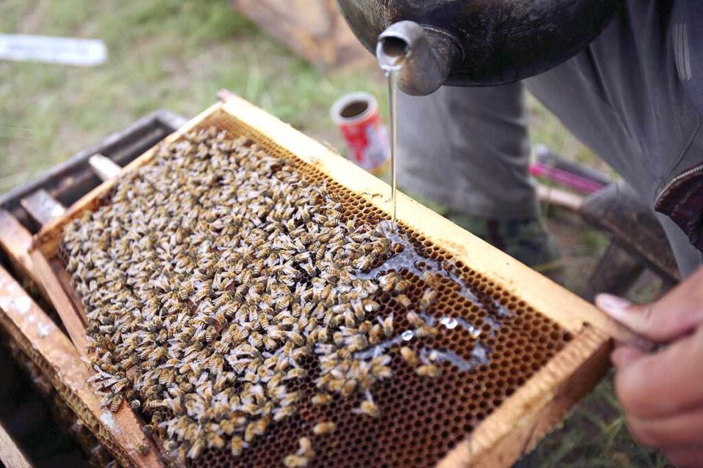 Bee Buffet: What To Feed Your Bees For Optimal Health!