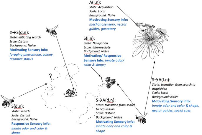 Bee Navigation: Unraveling The Mystery Of Foraging Patterns!