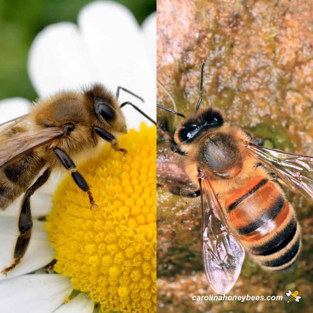 Bee Species Showdown: Which Ones Perfect For You?