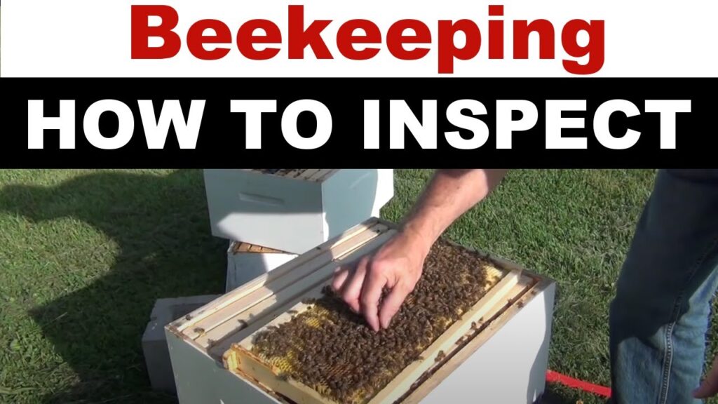 Bee Vigilant: Regular Hive Monitoring Tips And Tricks!