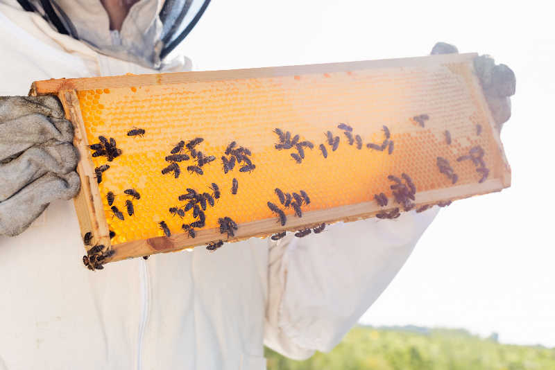 Bee Vigilant: Regular Hive Monitoring Tips And Tricks!