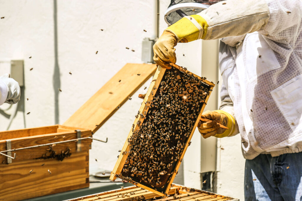 Beekeeping 101: Essential Gear Every Newbie Needs!