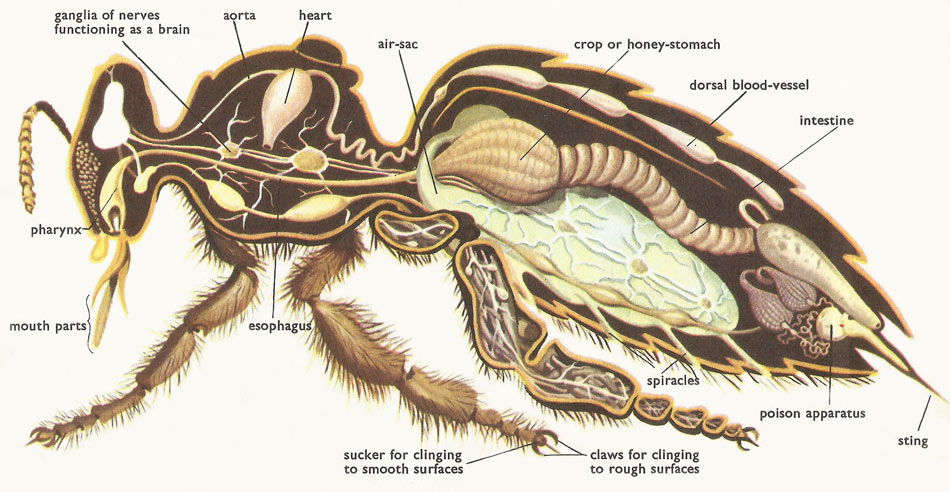 Beyond The Buzz: A Deep Dive Into Bee Anatomy!