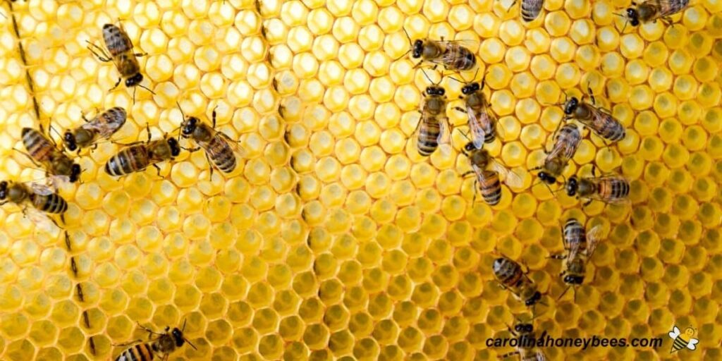 Bigger Hives, Better Honey: Tips For Successful Hive Expansion!