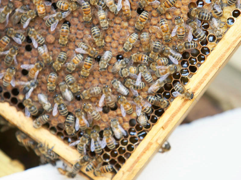 Bigger Hives, Better Honey: Tips For Successful Hive Expansion!