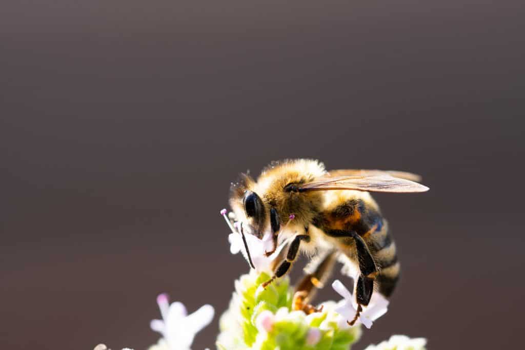 Choosing Your Buzz: A Guide To Picking The Right Bee Species!