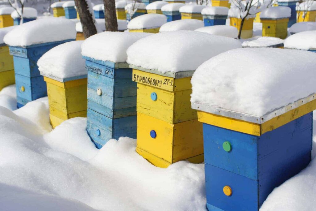 Cold Weather Care: Ensuring Your Bees Thrive Through Winter!
