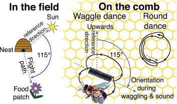 Dancing For Directions: Decoding The Bees Waggle Dance!