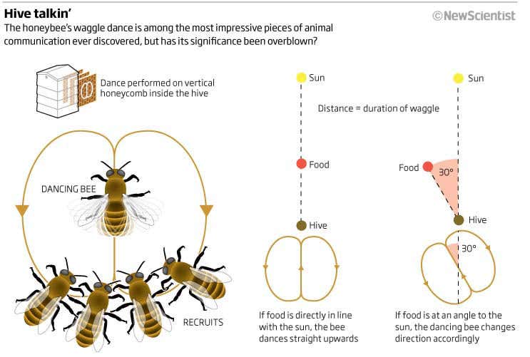 Dancing For Directions: Decoding The Bees Waggle Dance!