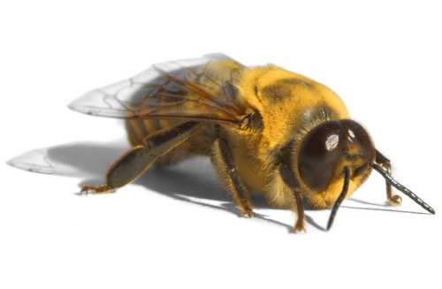 Drones Decoded: The Unique Role Of Male Bees In The Hive!