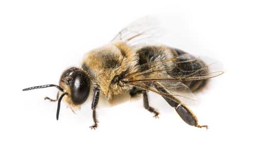 Drones Decoded: The Unique Role Of Male Bees In The Hive!