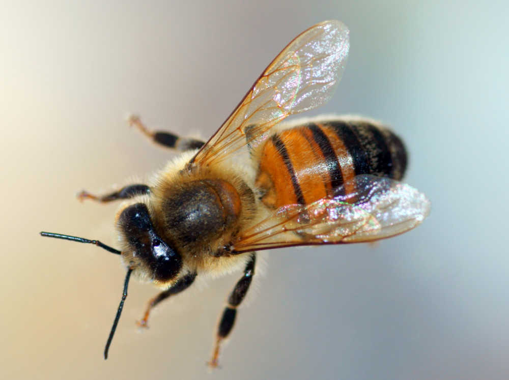 Drones Decoded: The Unique Role Of Male Bees In The Hive!