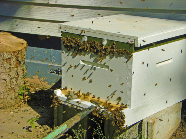 First Hive Frenzy: Steps To Setting Up Like A Pro!