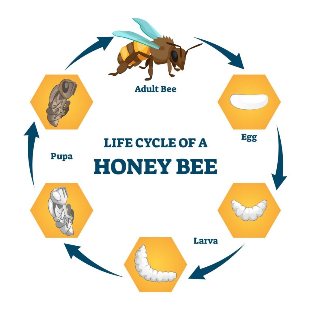 From Pupa To Pollinator: The Birth Of An Adult Bee!