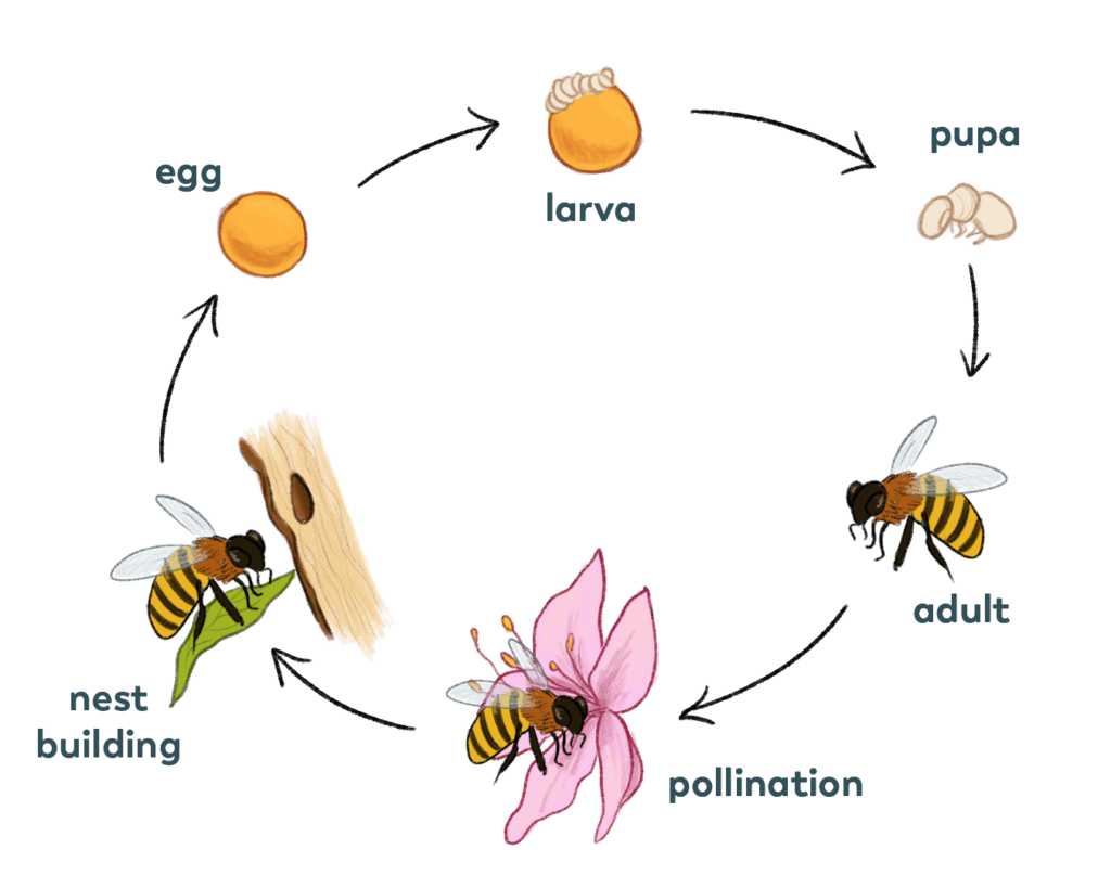 From Pupa To Pollinator: The Birth Of An Adult Bee!