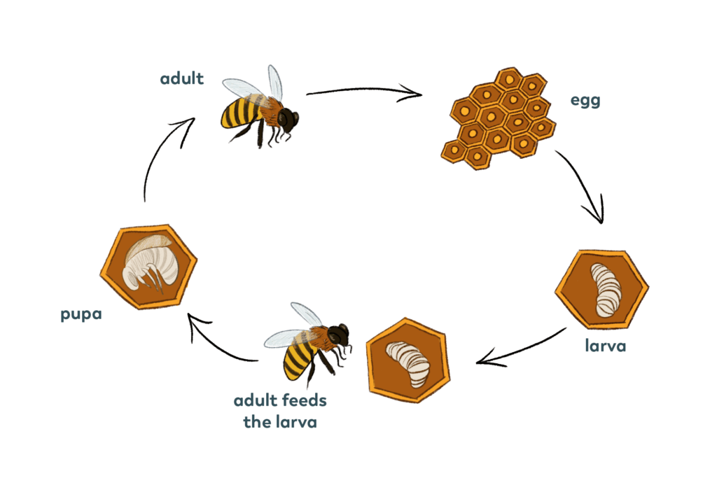 From Pupa To Pollinator: The Birth Of An Adult Bee!