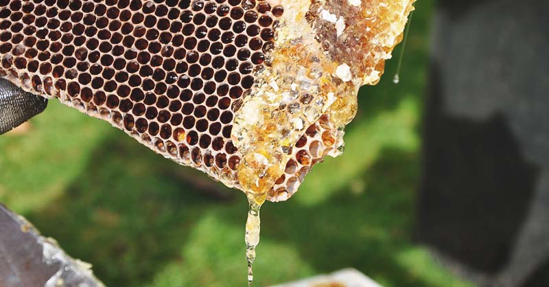 Golden Harvest: Timing And Techniques For Perfect Honey Collection!