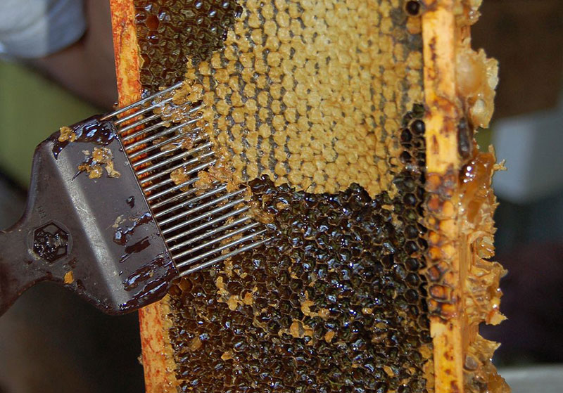 Golden Harvest: Timing And Techniques For Perfect Honey Collection!