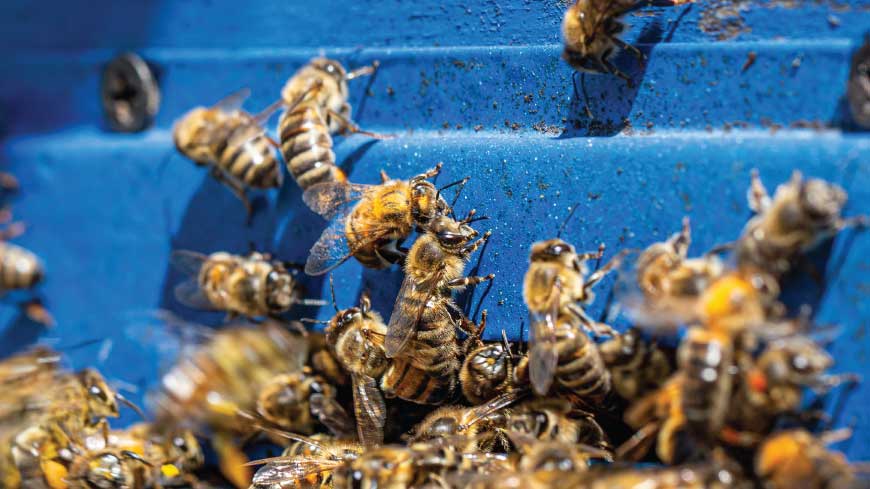 Guardians Of The Hive: Bee Defense Tactics Revealed!