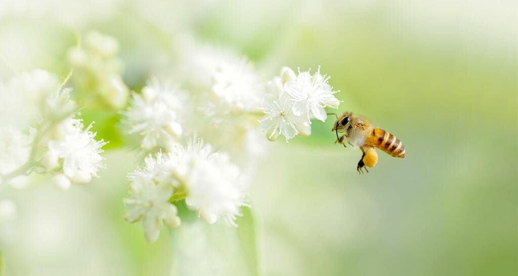 Honey Allergy: Myth Or Reality? What You Need To Know!