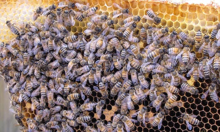 How Can I Help My Bees Thrive?