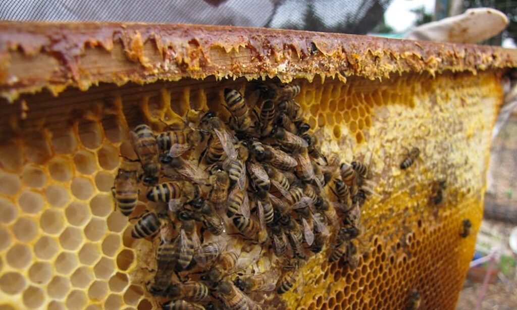 How Can I Help My Bees Thrive?