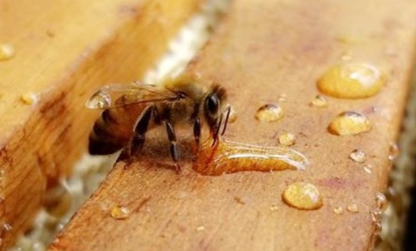 How Can I Protect My Bees From Pests And Predators?