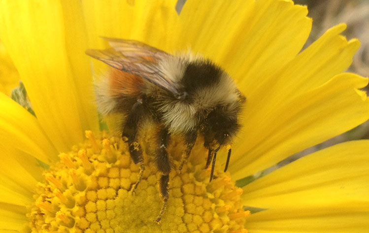 How climate change affects bumble bees - A study from Missouri State University