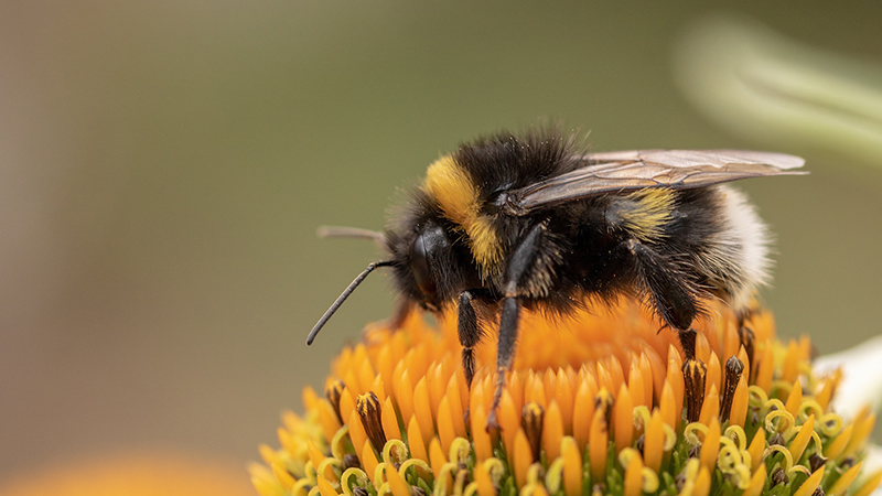 How climate change affects bumble bees - A study from Missouri State University
