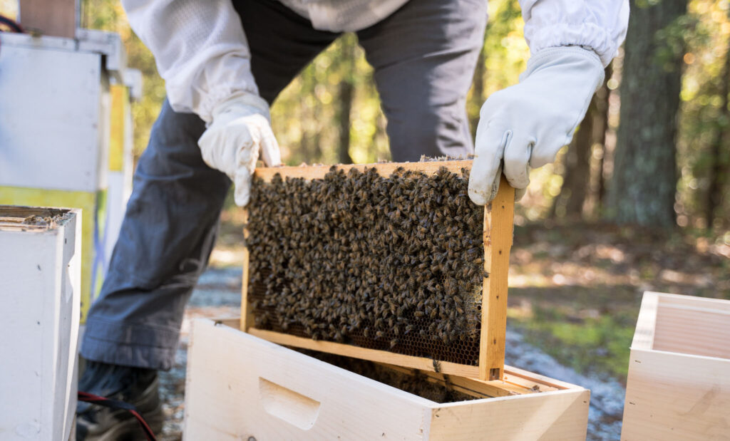 How Do Beekeepers Not Get Stung?