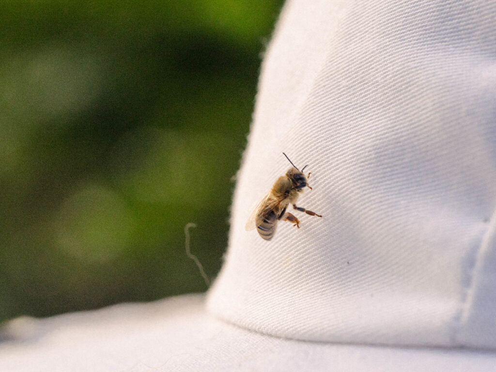 How Do Beekeepers Not Get Stung?