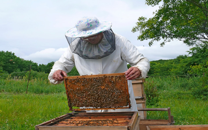 How Do Beekeepers Not Get Stung?