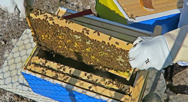 How Do I Care For My Bees?