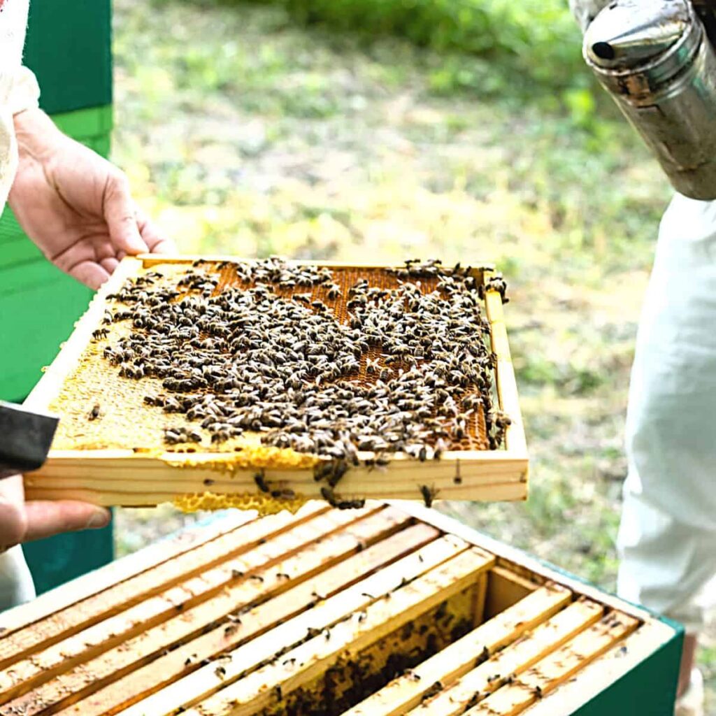 How Do I Find A Local Beekeeping Club Or Association?