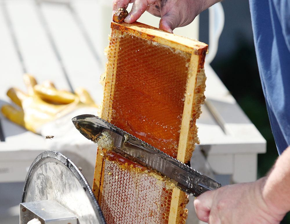 How Do I Harvest Honey?