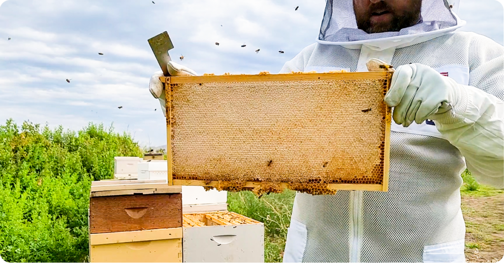 How Do I Harvest Honey?