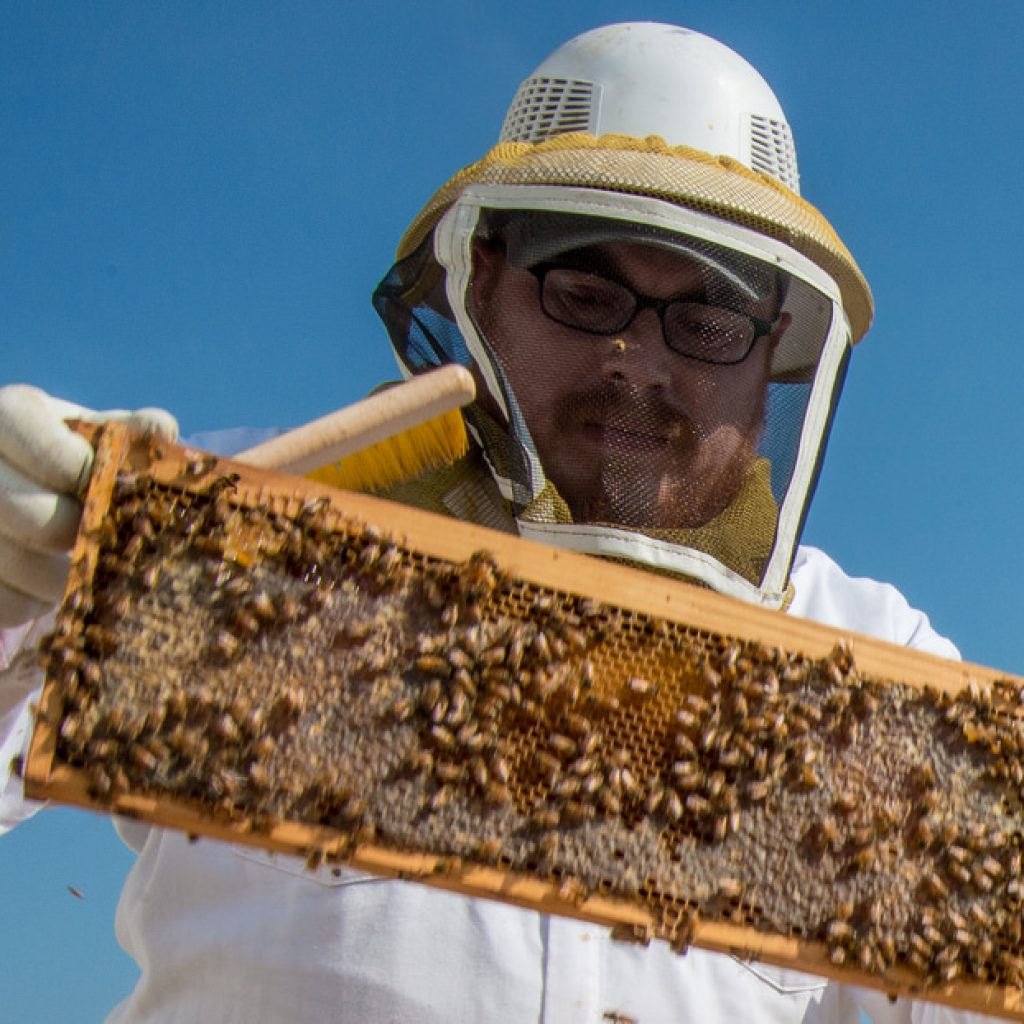 How Do I Harvest Honey?