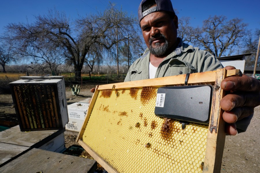 How Labor Intensive Is Beekeeping?