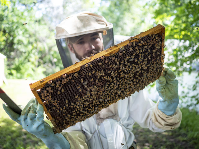 How Labor Intensive Is Beekeeping?