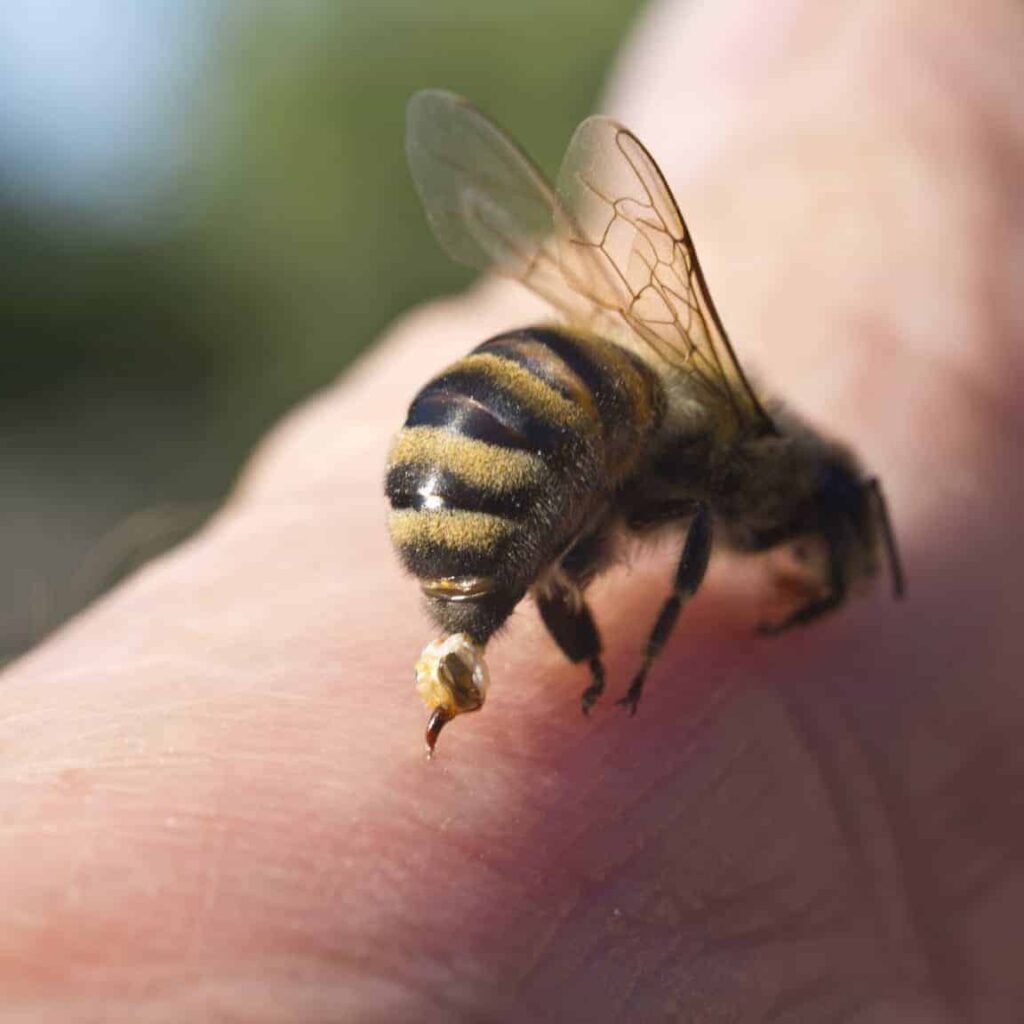 How Often Do Beekeepers Get Stung?