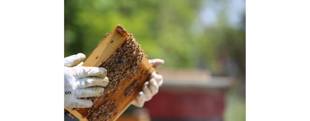 How To Clean Beekeeping Gloves?