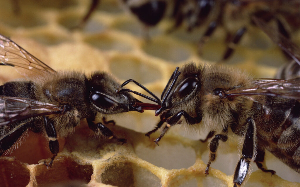Inside The Hive Mind: The Intricate Internal Systems Of Bees!